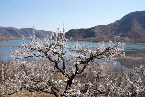 Obraz Apricot flowers bloom in spring