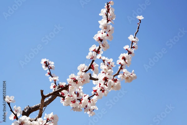 Obraz Apricot flowers bloom in spring