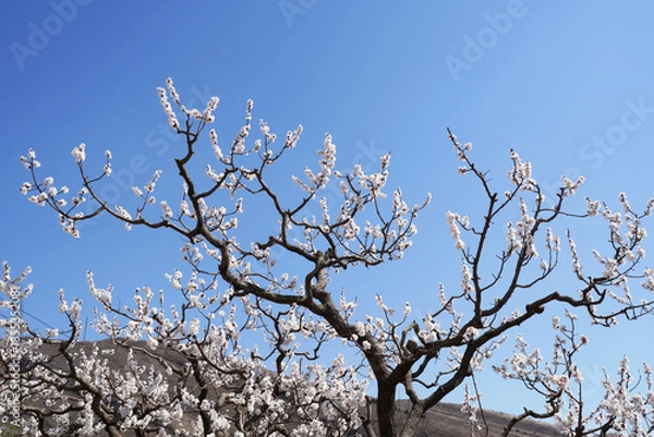 Obraz Apricot flowers bloom in spring