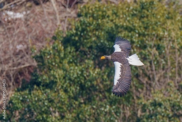 Fototapeta 冬枯れの山をバックに悠然と飛ぶオオワシ