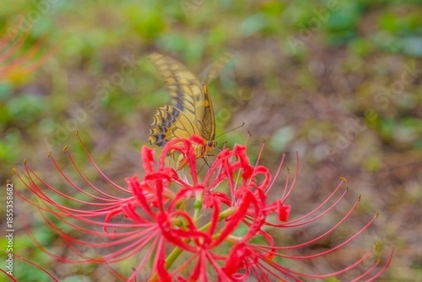 Fototapeta 満開の彼岸花の蜜を懸命に吸うキアゲハ
