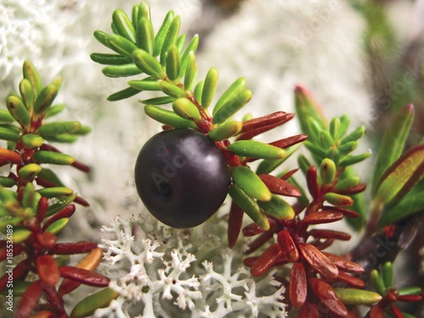 Obraz Crowberry plant branch with a big black berry on the sand near the sea