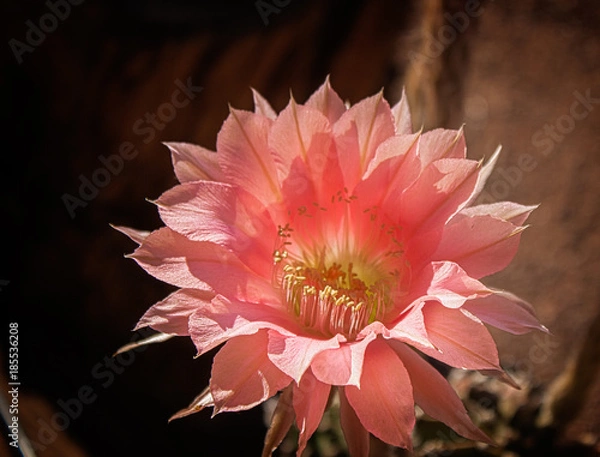 Obraz Eucanopsis Bloom