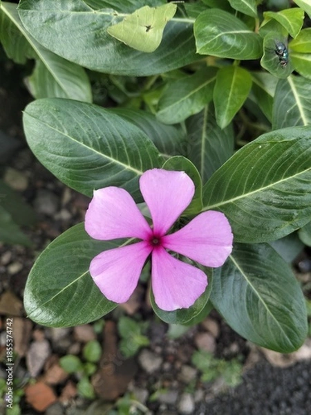 Obraz pink and green