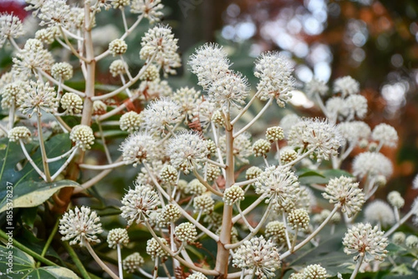 Obraz ヤツデ　Japanese aralia