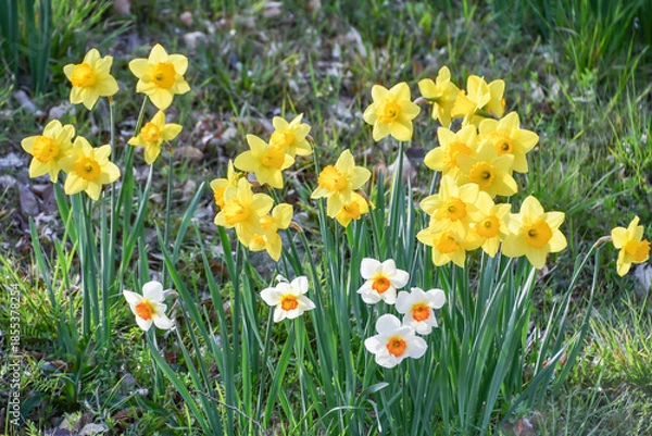 Obraz スイセン「ガーデンジャイアント」　Daffodil 'Garden Giant'