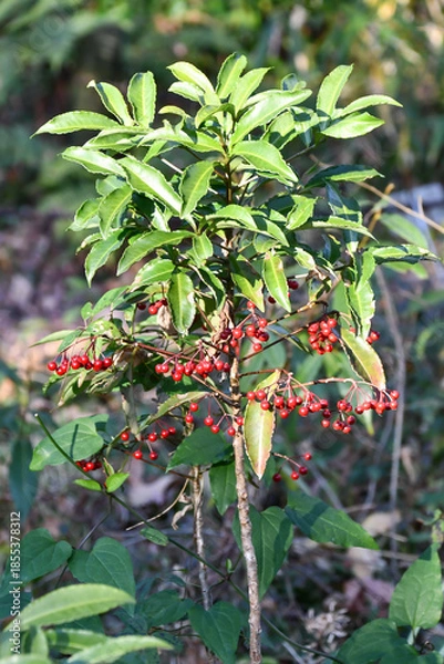 Obraz マンリョウ　Coralberry