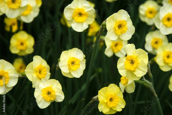 Obraz Pale yellow daffodils