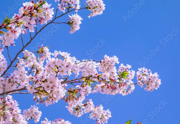 Fototapeta ソメイヨシノ桜5ー25