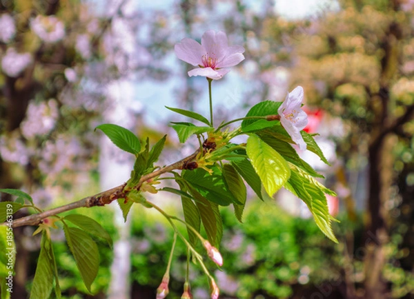 Fototapeta ソメイヨシノ桜5ー28
