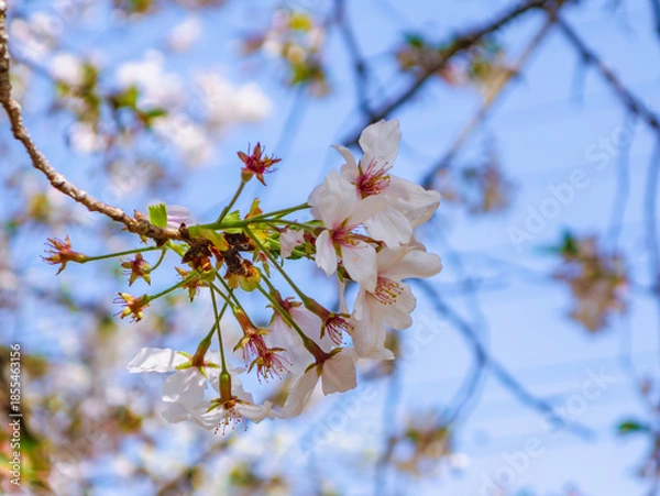 Fototapeta ソメイヨシノ桜5ー26