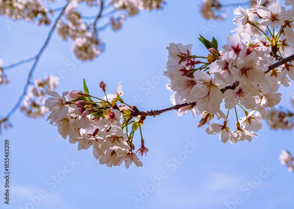 Fototapeta ソメイヨシノ桜5ー13