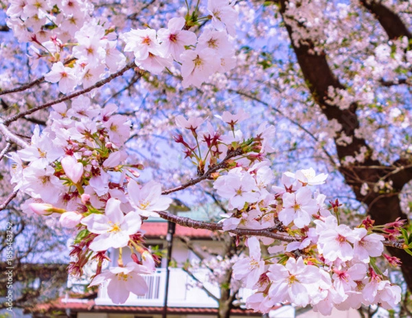 Fototapeta ソメイヨシノ桜5ー16