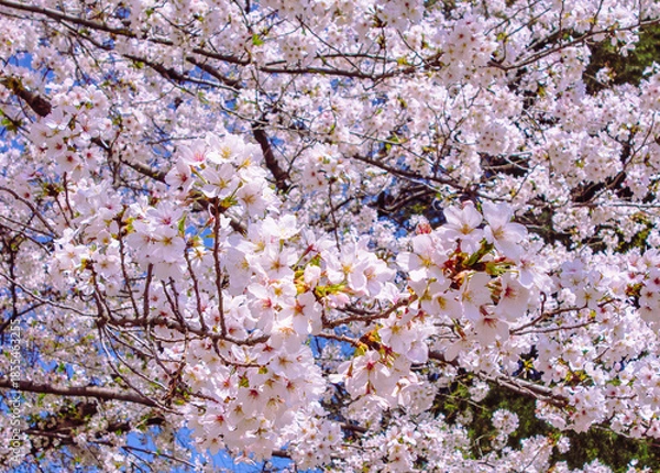 Fototapeta ソメイヨシノ桜5ー15