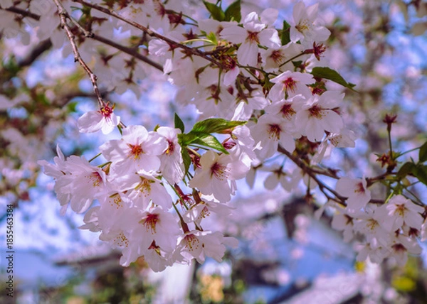 Fototapeta ソメイヨシノ桜5ー2