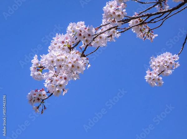 Fototapeta ソメイヨシノ桜5ー11