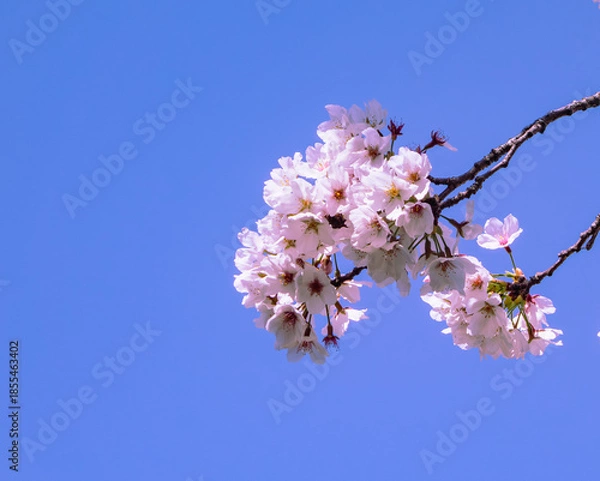 Fototapeta ソメイヨシノ桜5ー10