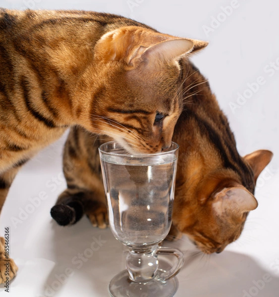 Obraz Drinking water is essential for cats.