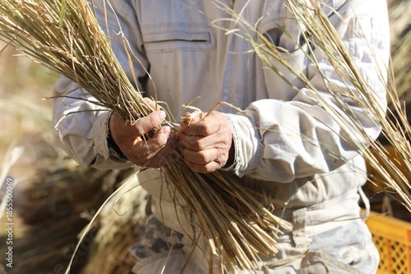 Obraz しめ縄づくりをする様子