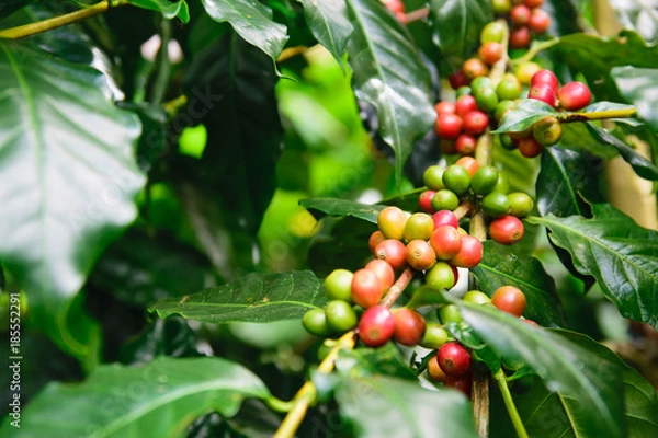 Fototapeta Coffee tree