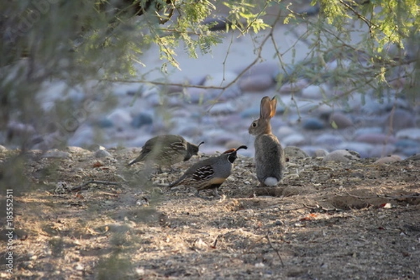 Fototapeta Desert birds tend to be much more abundant where the vegetation is lusher and thus offers more insects, fruit and seeds as food.  Where the Arizona cities of Phoenix, Scottsdale, Tucson and Mesa