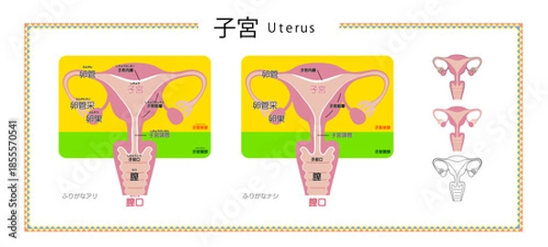 Obraz 女性生殖器（子宮・卵巣・卵管）の図解イラスト｜医学用語のふりがな有無・小アイコン付き
