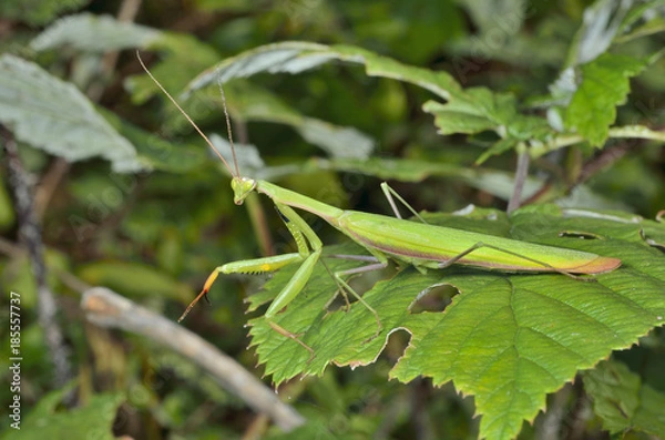 Fototapeta Mantis 5