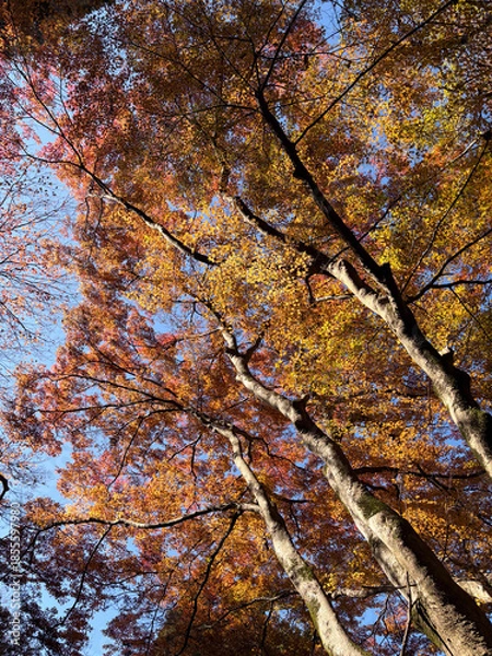 Fototapeta 紅葉した木