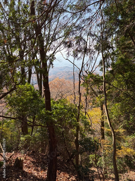 Fototapeta 紅葉した木の隙間から見える街