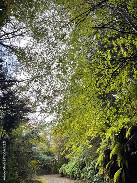 Obraz 青紅葉のある林道