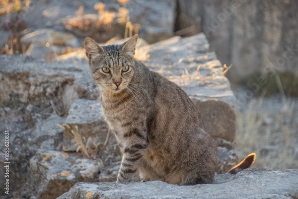 Obraz Chat assis sur un rocher