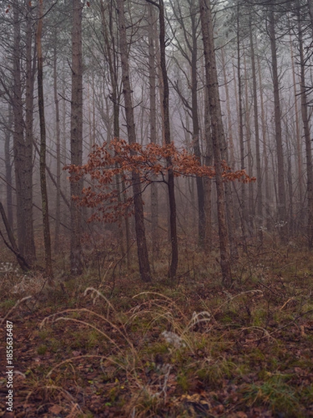 Obraz misty autumn forest