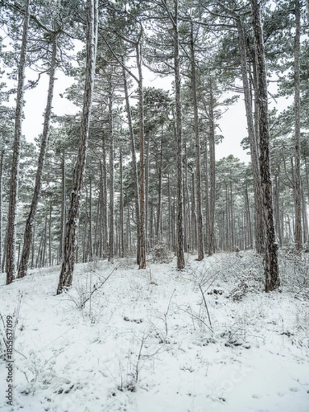 Obraz winter forest, white forest flor covered with snow