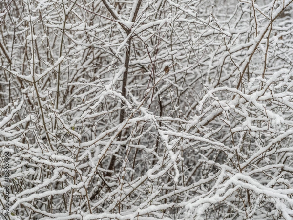 Obraz winter forest, white forest flor covered with snow