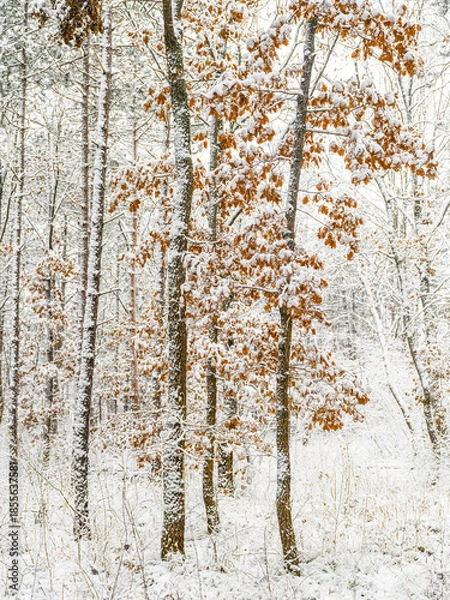 Obraz winter forest, white forest flor covered with snow