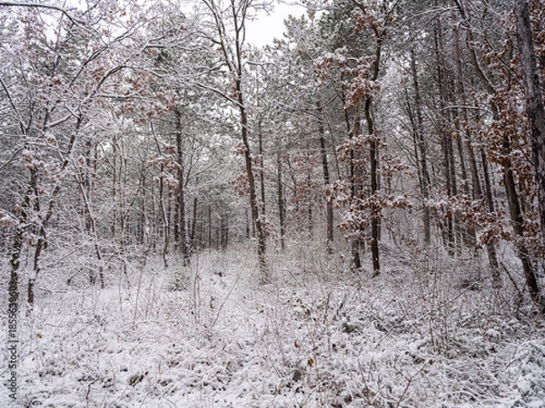 Obraz winter forest, white forest flor covered with snow