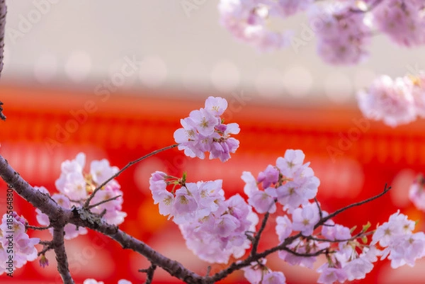 Fototapeta 神社の桜