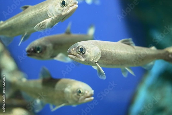 Obraz 水槽の中を泳ぐヒメマス