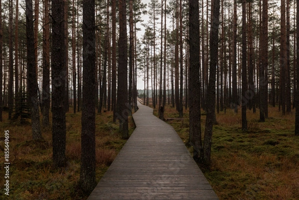 Fototapeta ścieżka w lesie 