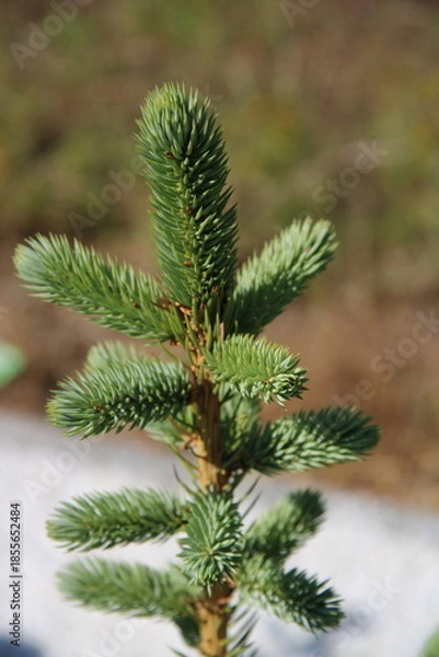 Fototapeta a large, beautiful green Christmas tree