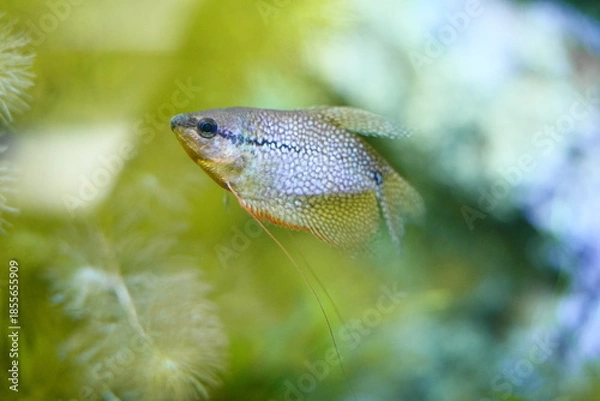 Obraz 水中を泳ぐパールグラミー