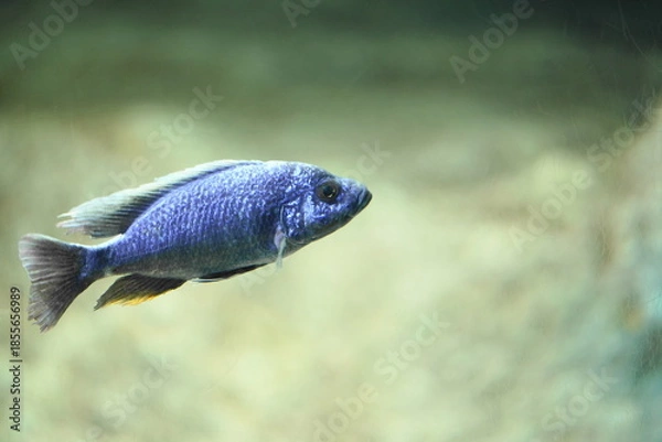 Obraz スキアエノクロミス.フライエリィ