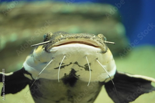 Obraz レッドテールキャットのアップ