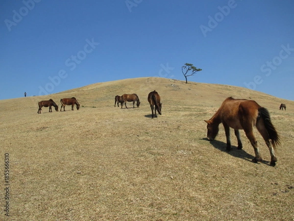 Obraz 宮崎県串間市都井岬、野生馬の住む草原の美しい風景