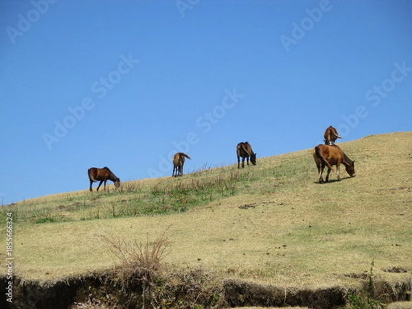 Obraz 宮崎県串間市都井岬、野生馬の住む草原の美しい風景