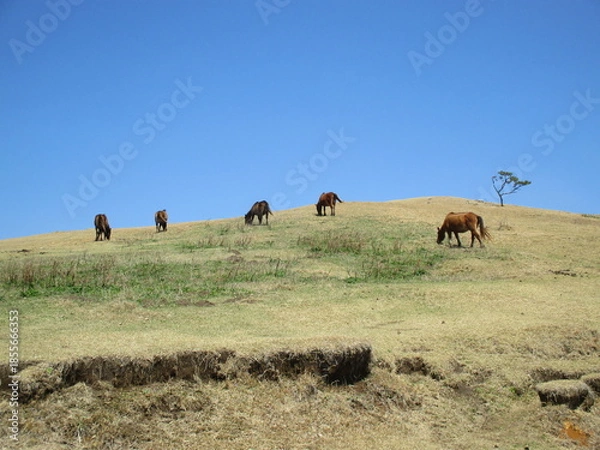 Obraz 宮崎県串間市都井岬、野生馬の住む草原の美しい風景