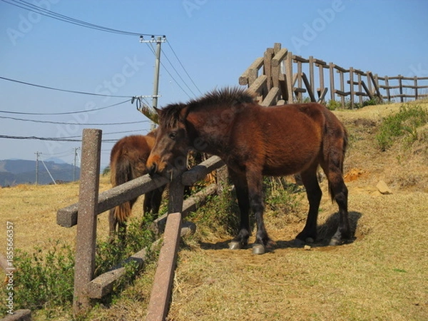 Obraz 宮崎県串間市都井岬、野生馬の住む草原の美しい風景