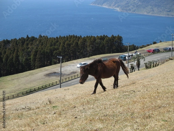 Obraz 宮崎県串間市都井岬、野生馬の住む草原の美しい風景