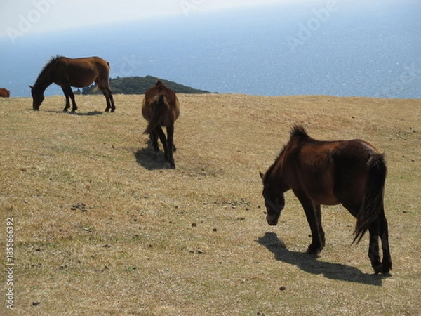 Obraz 宮崎県串間市都井岬、野生馬の住む草原の美しい風景