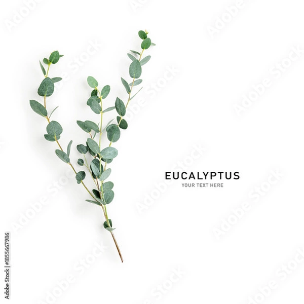 Obraz Eucalyptus branch photography isolated on white background